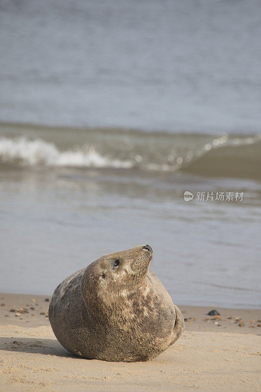 诺福克郡Hosey Gap的灰海豹